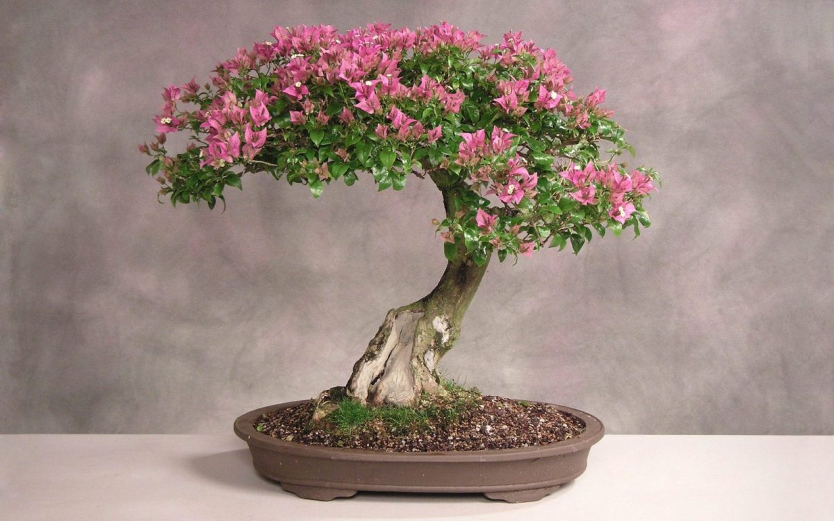 https://writermarket.files.wordpress.com/2017/06/bonsai-flower.jpg?w=1200